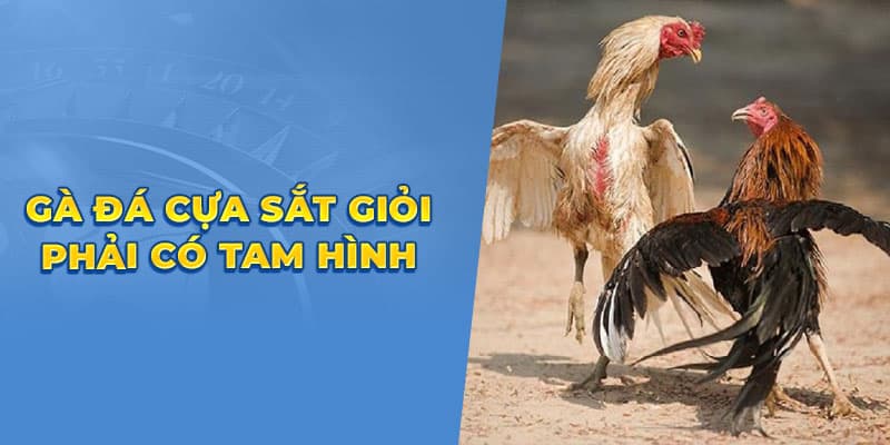 Gà đá cựa sắt giỏi phải có tam hình